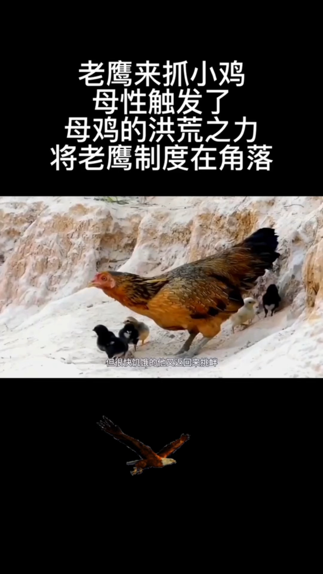 老鹰抓小鸡名场面,母鸡为了保护小鸡与老鹰展开殊死搏斗