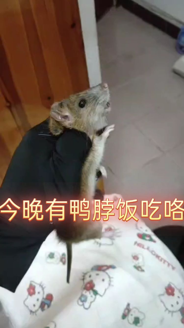 来咯,来咯,来我家吃饭咯,有鸭脖饭吃!