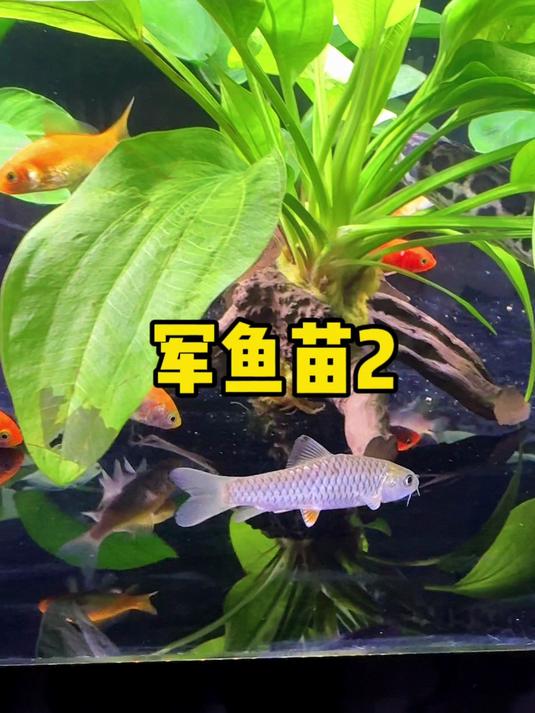 今天一不小心又到了2条军鱼苗!