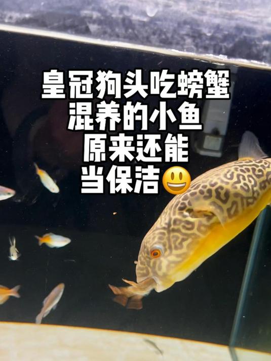 皇冠狗头吃螃蟹,混养的小鱼原来还能当保洁