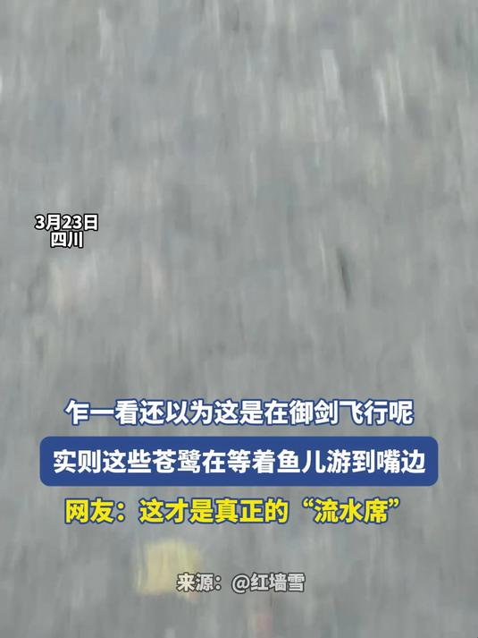 乍一看还以为这是在御剑飞行呢,实则这些苍鹭在等着鱼儿游到嘴边