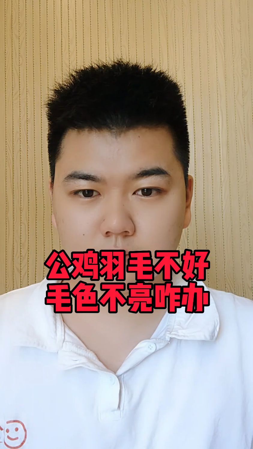 #公鸡毛色不好怎么办鸡的毛不光滑是什么原因鸡毛凌乱蓬松怎么回事小鸡羽毛松散怎么