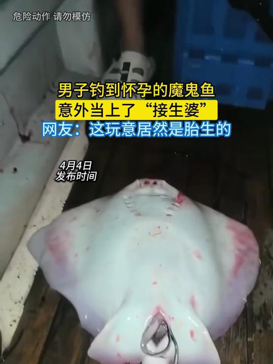 男子钓到怀孕的魔鬼鱼，意外当上了“接生婆”，网友：这玩意居然是胎生的