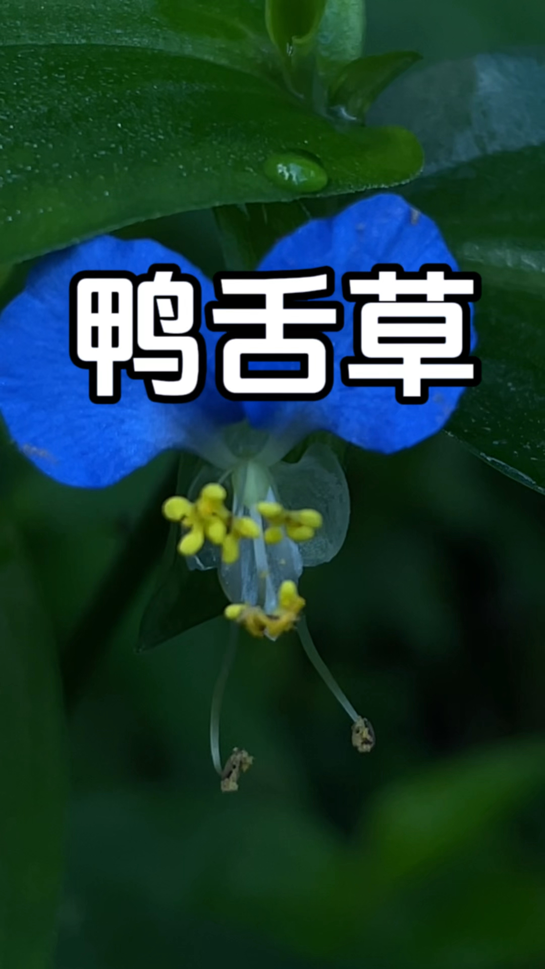 它曾是农民眼里的杂草,鸭舌草为雨久花科多年生草本植物,
