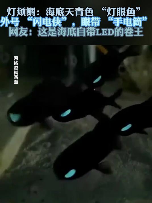 灯颊鲷:海底天青色 “灯眼鱼”外号 “闪电侠”眼带 “手电筒”
