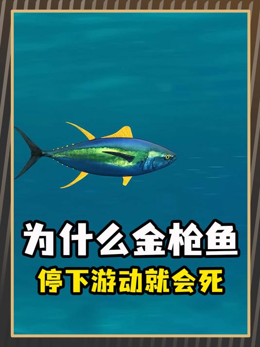 为什么金枪鱼一旦停止游动,就会窒息而死?