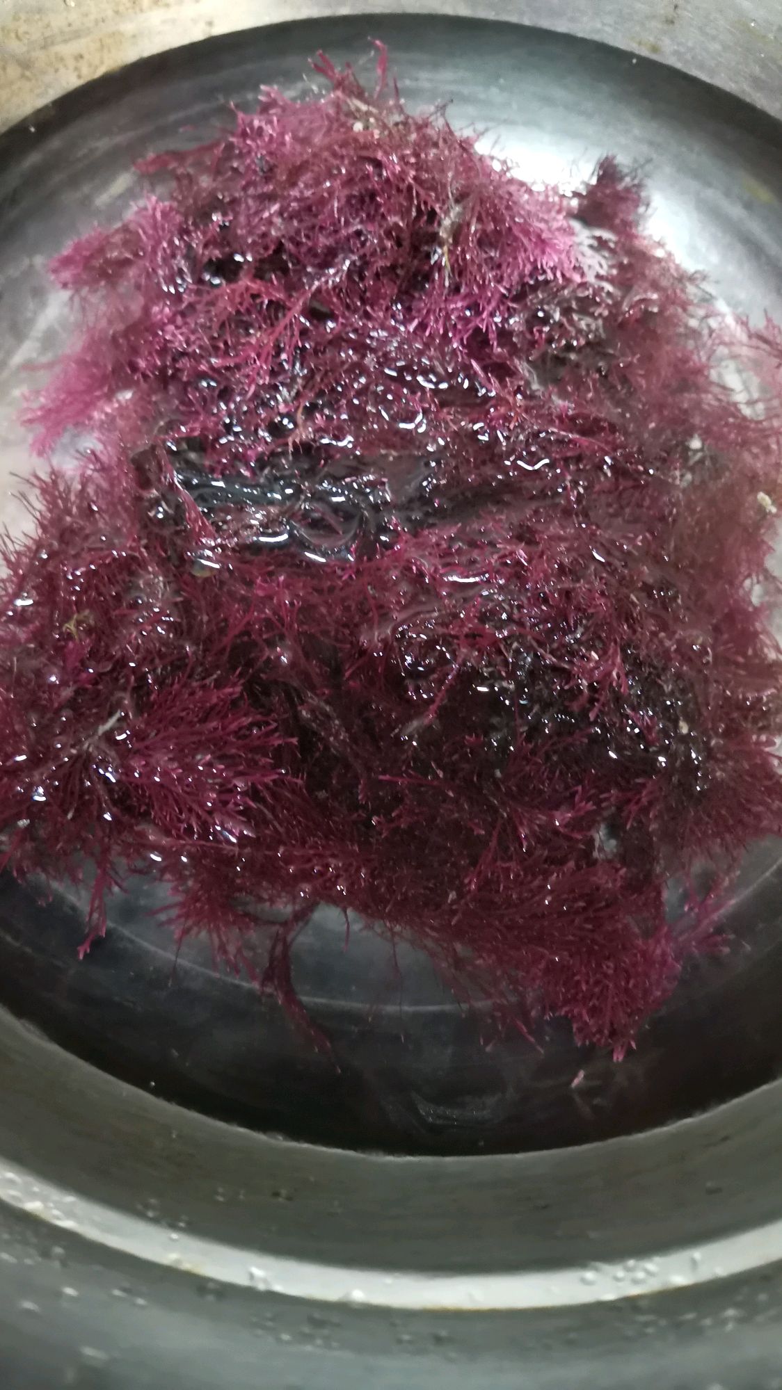 深海石花菜颜色漂亮吧,自己熬的石花菜凉粉,好吃啊,视频最后的谁认识啊