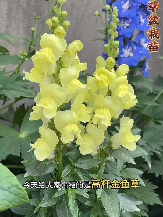 花卉绿植推荐:金鱼草,花色艳丽,花期长!
