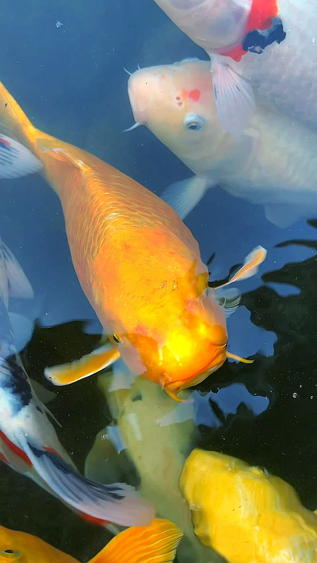 招财黄金大锦鲤,见者旺财好运