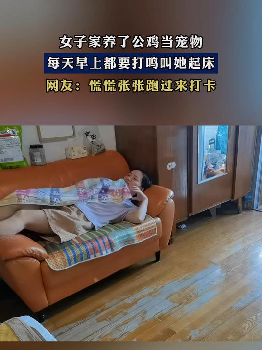 女子家养了公鸡当宠物,每天早上都要打鸣叫她起床