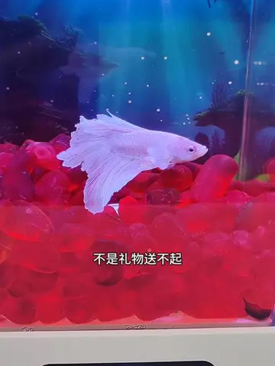 智能斗鱼缸超牛:一键换水控温 多种灯光任选