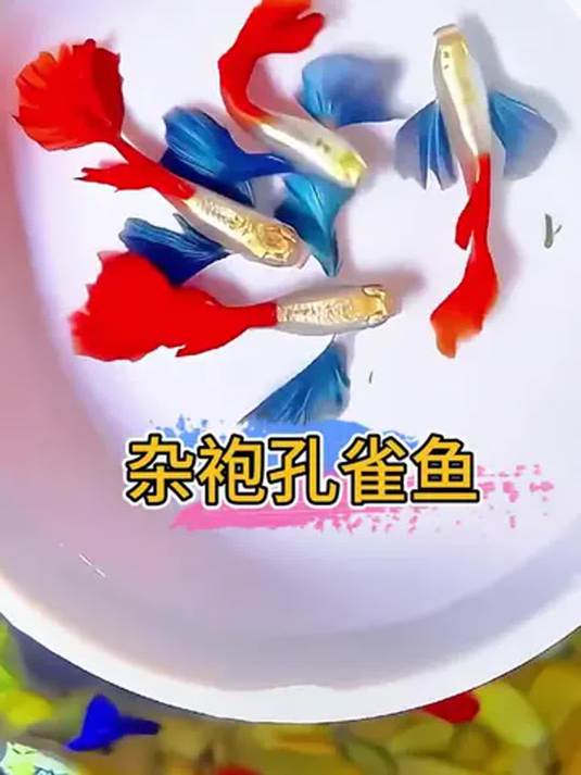 杂袍孔雀鱼色彩绚烂 每条花纹独特 养鱼必备观赏鱼