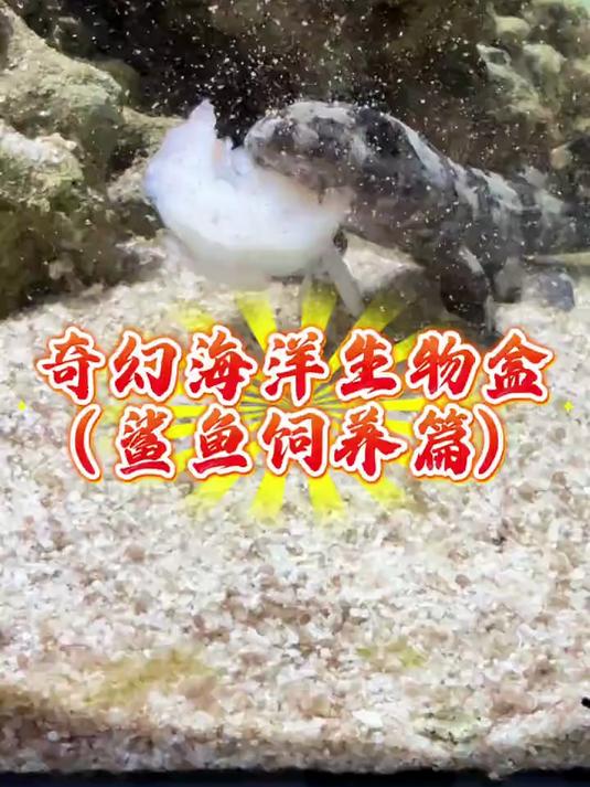 养鲨鱼快养疯了……