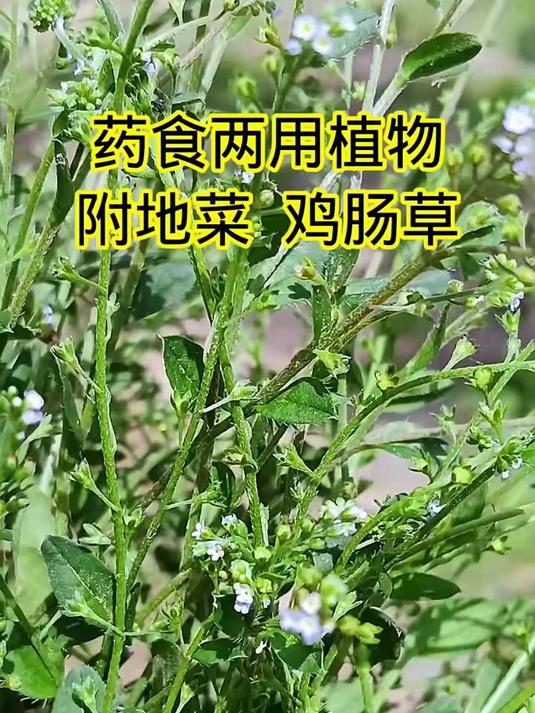 药食两用植物缚鸡菜鸡肠草