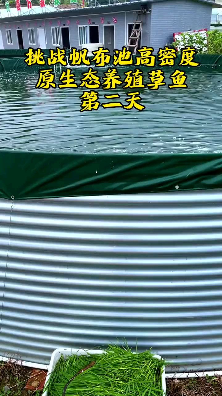挑战帆布池高密度生态养殖草鱼第二天#高密度养殖#农村创业养殖水产养殖#原生态草鱼养殖