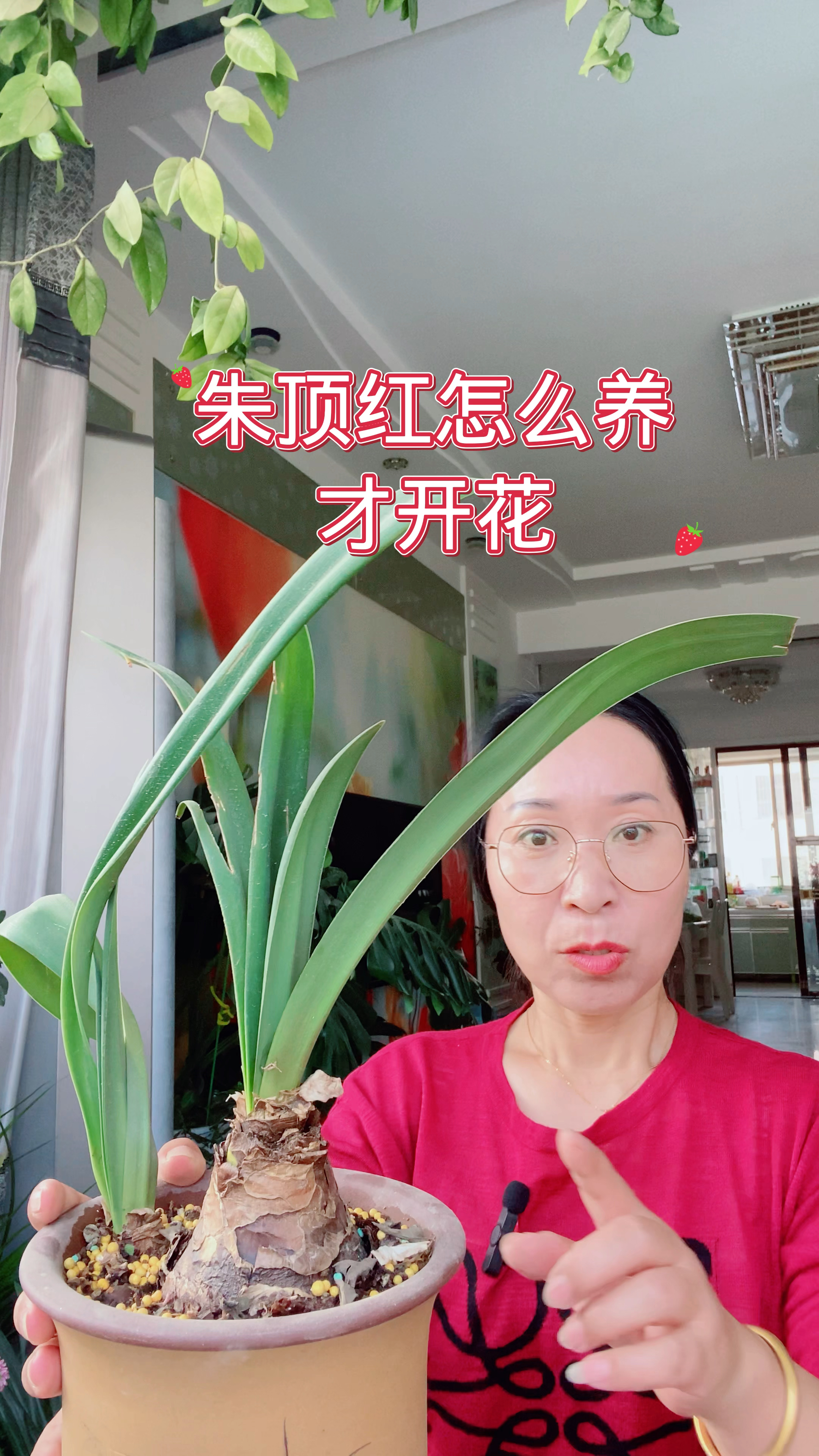 朱顶红怎么养才开花?