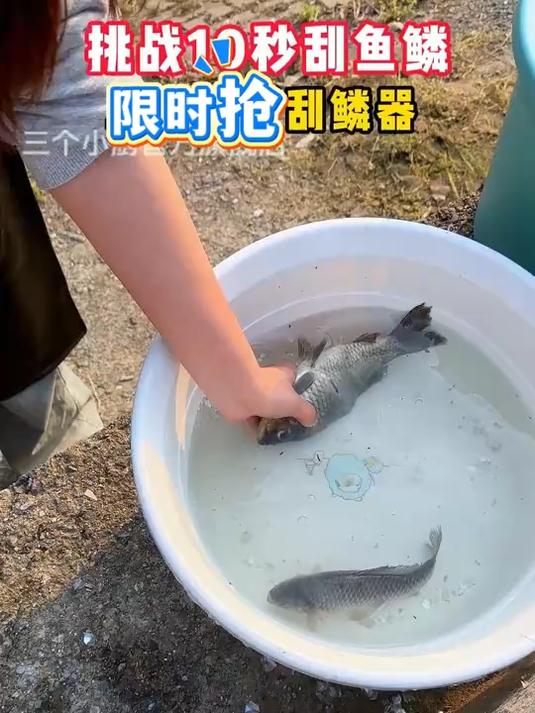 想要鱼鳞刮得干净就有这个刮鱼鳞器，轻松给鱼去鳞，还不脏手
