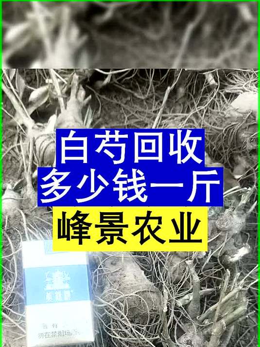 白芍回收多少钱一斤