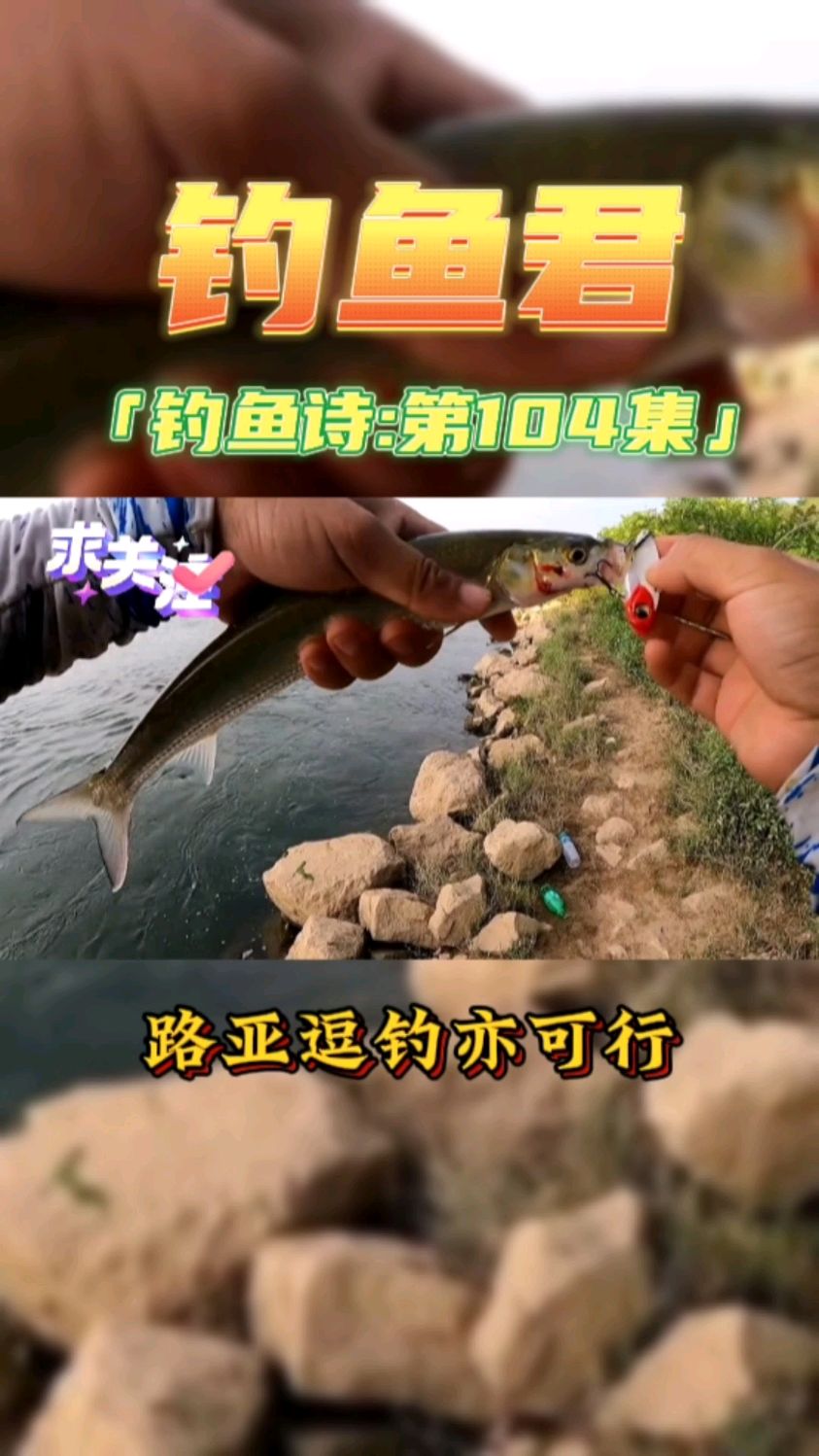 钓鱼君之钓鱼口诀:第104集(钓鳤鱼)鱼类百科,各位钓过此鱼吗?