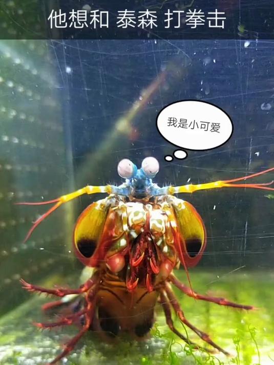 学名雀尾螳螂虾!锤子的攻击速度每小时可达80千米(视频是慢动作)力度可以轻松把螃蟹敲碎