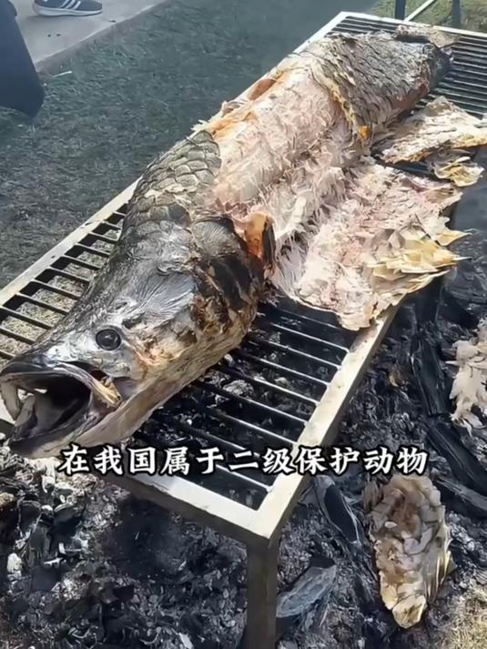 带你科普各种鱼！