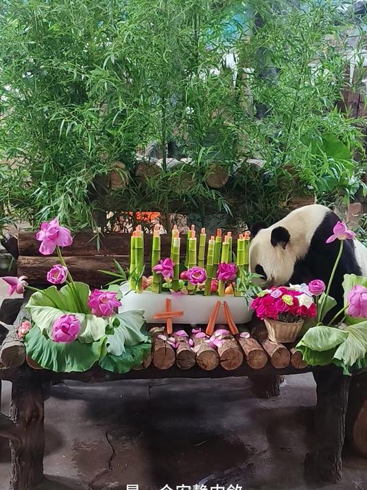 大熊猫华奥18岁生日,收到大蛋糕和竹子火箭
