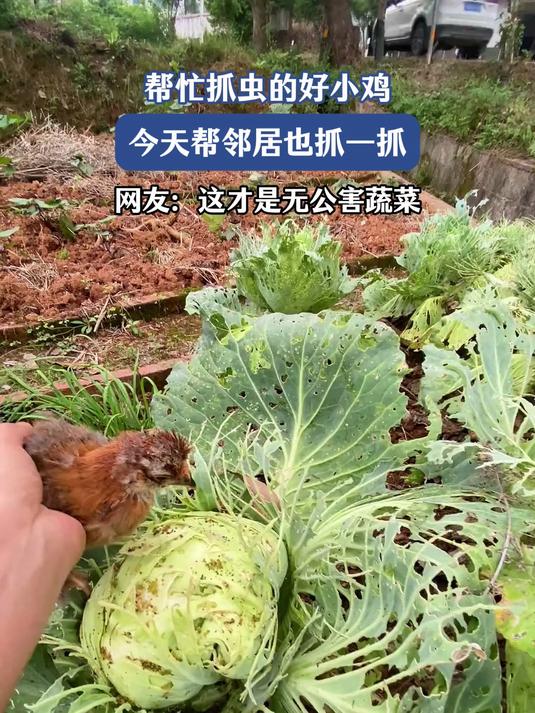 帮忙抓虫的好小鸡,今天帮邻居也抓一抓,网友:这才是无公害蔬菜