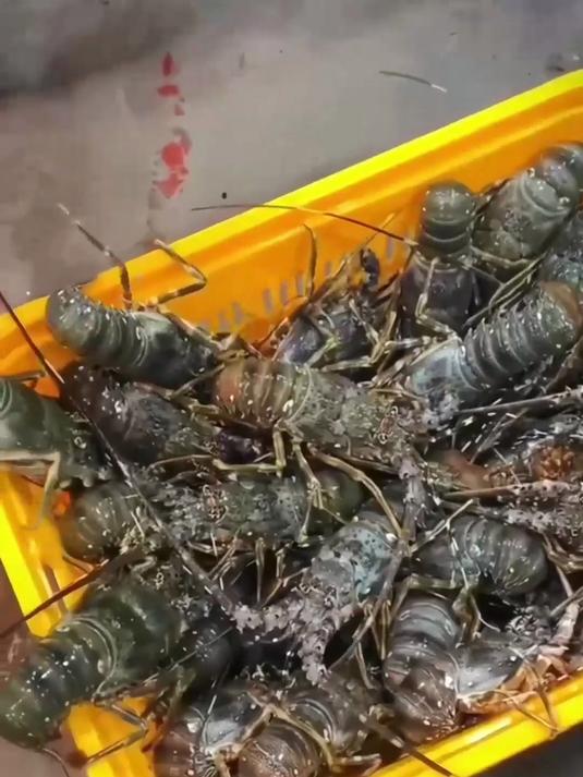 速冻小青龙虾,个头饱满,虾膏浓郁超解馋!