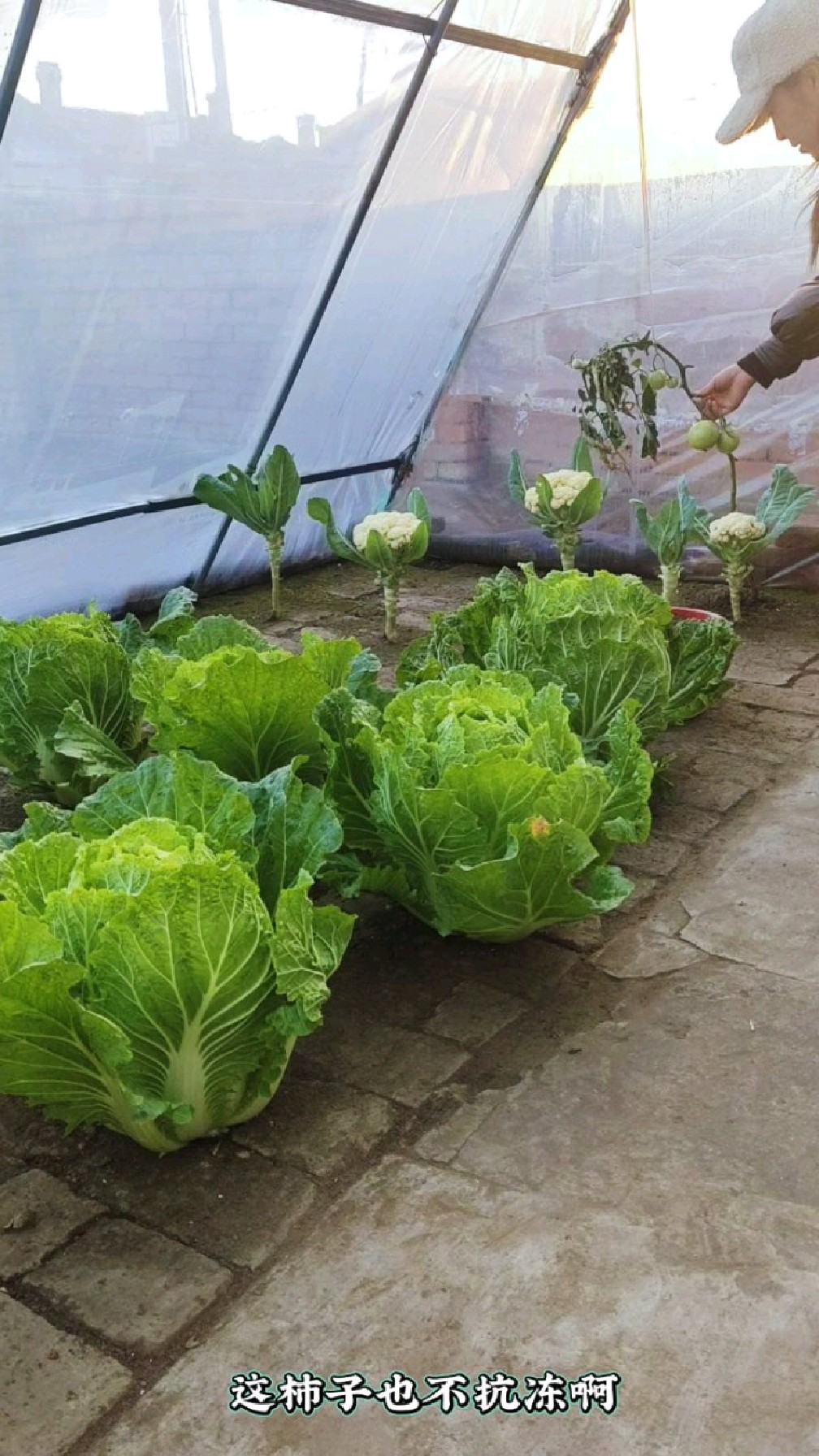 砖地?种菜花