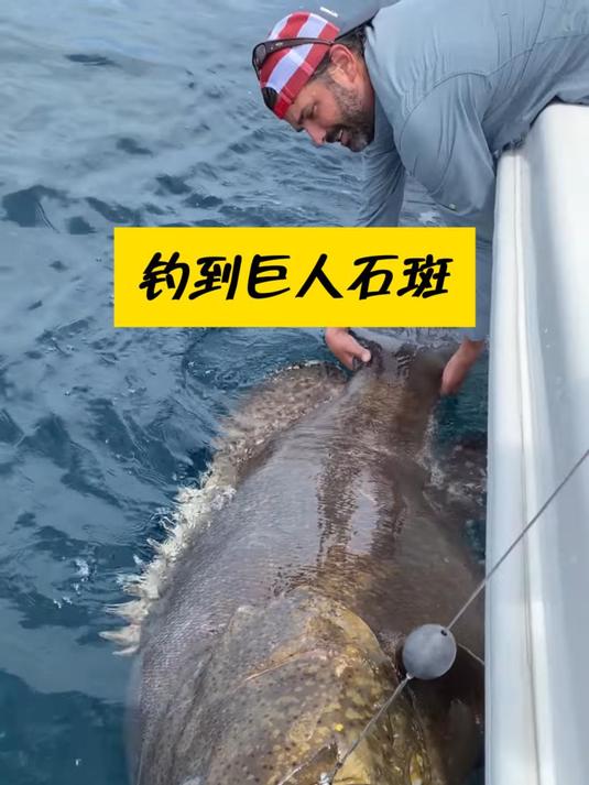男子钓上一条200多斤的巨型石斑鱼