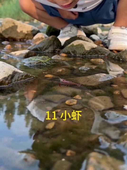 2026春小学三年级语文下册第三单元《11 小虾》