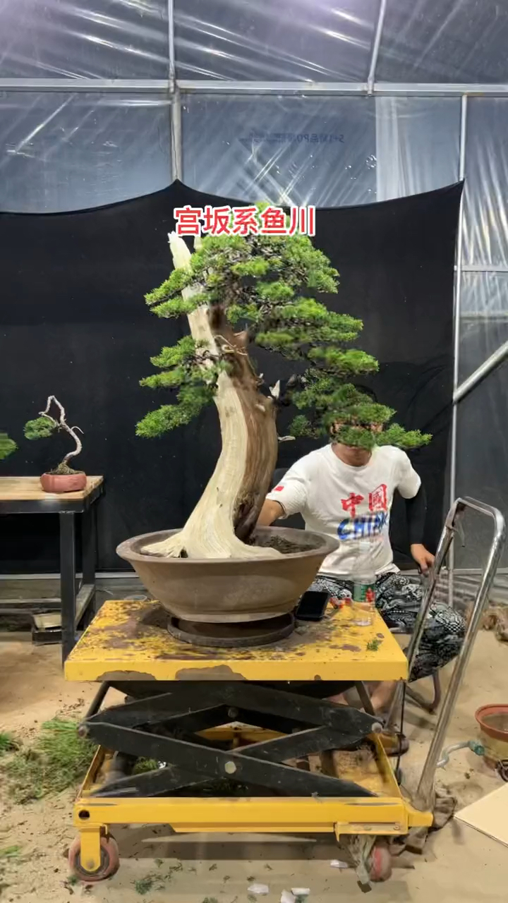 宫版系鱼川真柏