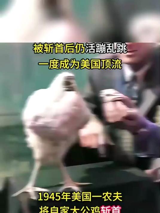 年斩首鸡奇迹：麦克断头存活轰动美国，成现象级动物明星