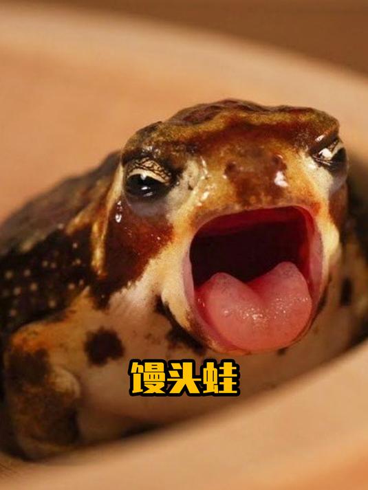可爱馒头蛙,呆萌性感无蛙能敌
