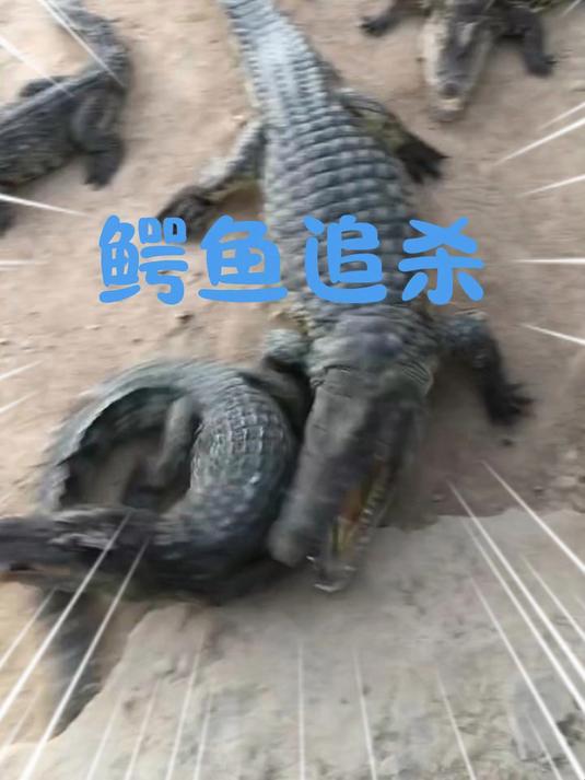 坏事了!鳄鱼追上来了呢!还好有八戒来接我呢!#亲子互动##儿童启蒙##儿童益智##儿童动画