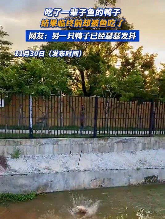 吃了一辈子鱼的鸭子,结果临终前却被鱼吃了