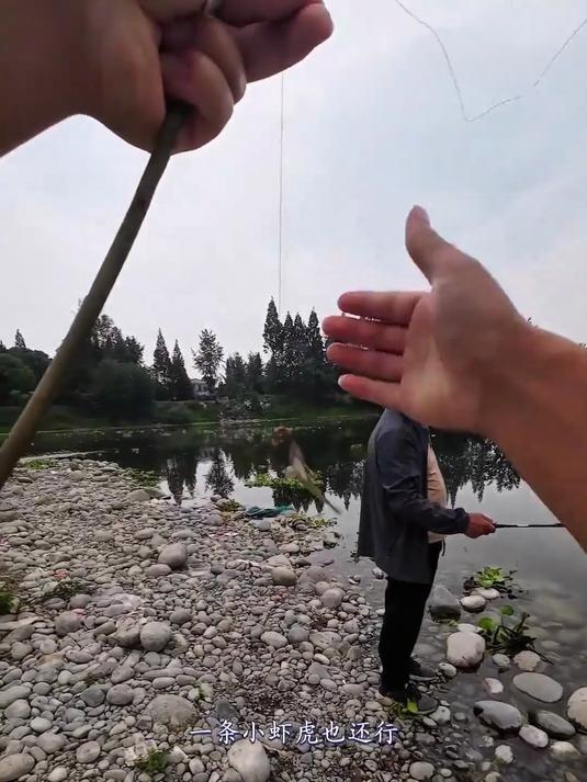 今天发现巨虾虎超多的地方,鳑鲏也超级大,15cm巨虎没抓到