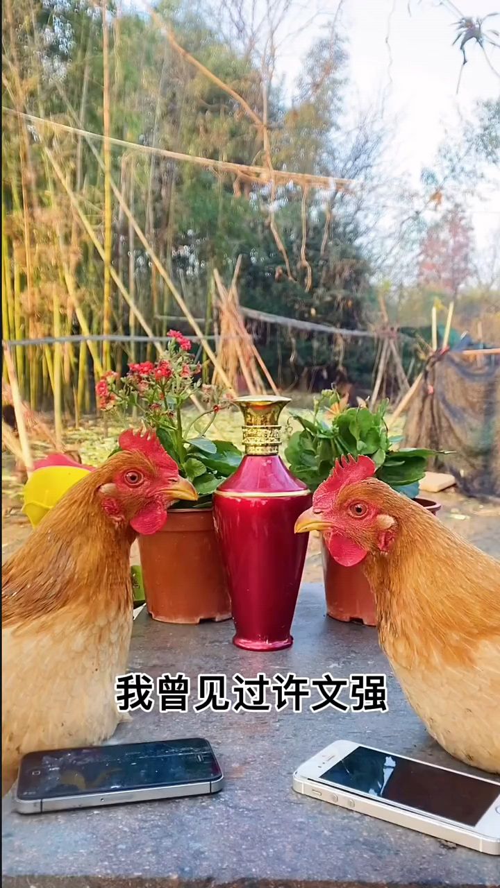 不是我跟我吹,我家鸡有三条腿