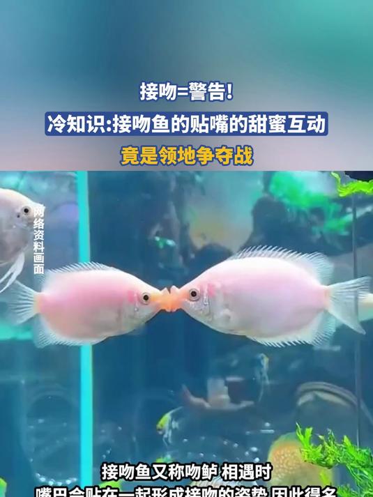 接吻=警告！冷知识接吻鱼的贴嘴的甜蜜互动竟是领地争夺战