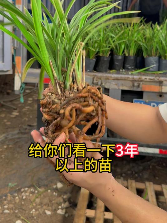 全部都是三年老桩苗,好养耐养,来我直播间只要一杯奶茶的价格