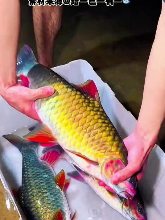 被称为淡水金枪鱼的青竹鲤味道到底么样