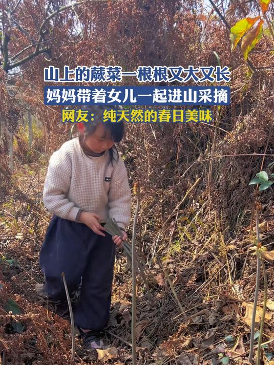 #年在一起#山上的蕨菜一根根又大又长，妈妈带着女儿一起进山采摘，网友：纯天然的春日美味