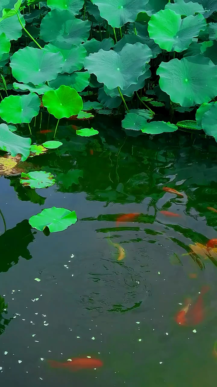 鱼戏莲叶间,挺美