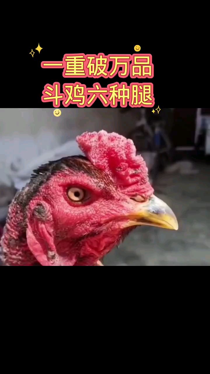 一重破万品斗鸡六种腿
