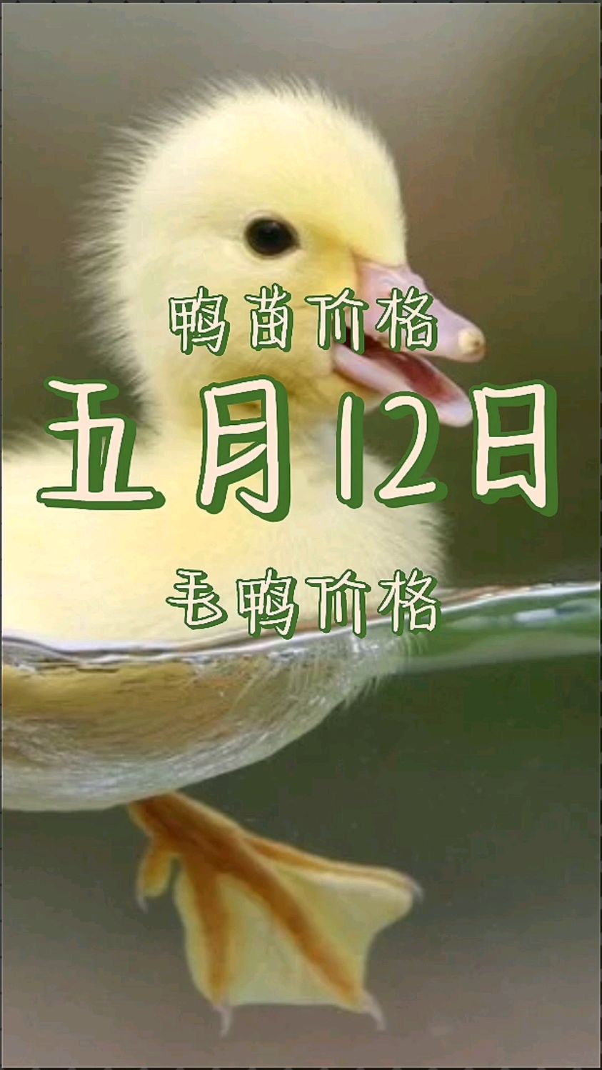 鸭苗价格 鸭苗价格最新报价 鸭苗价格为什么下跌 鸭苗价格今日行情 鸭苗价格行情