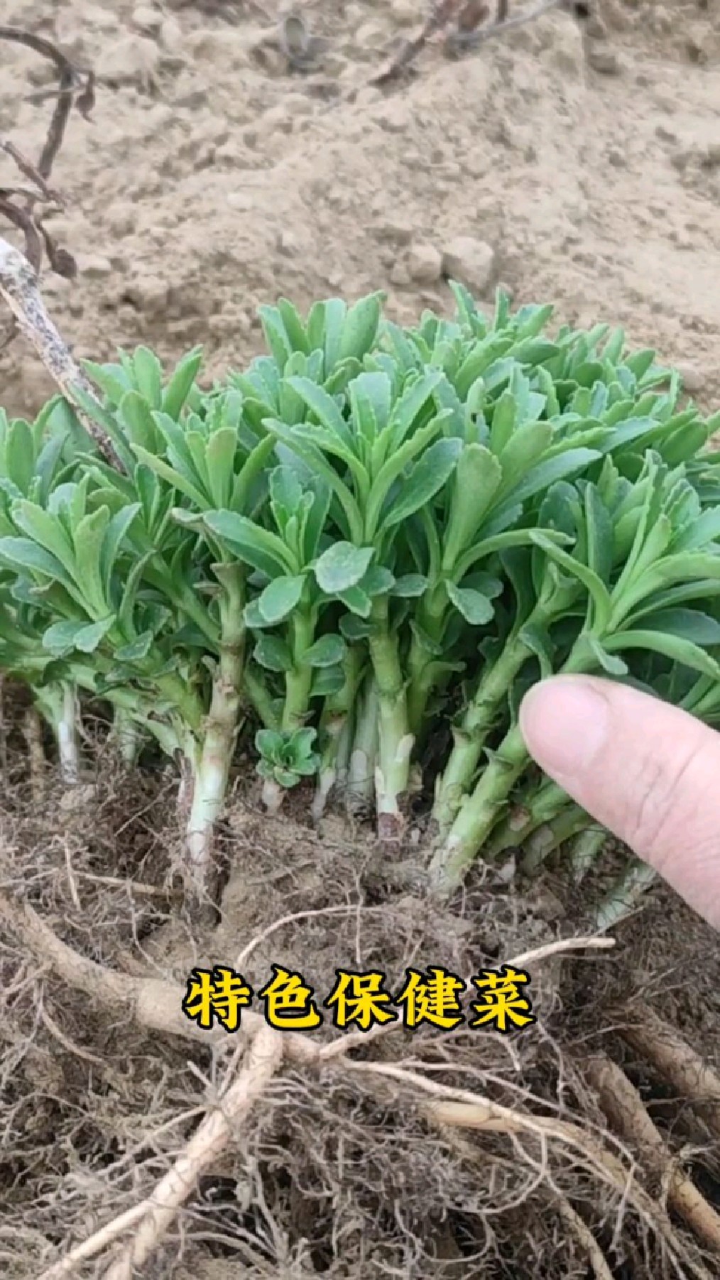 救心菜,养心又补钙,特别适合中老年人,一茬一茬割着吃,含硒的药用价值更高!