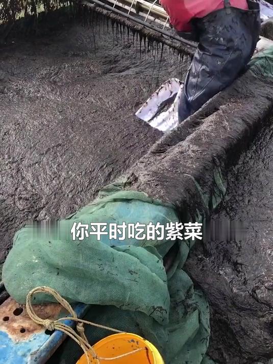 你爱吃的紫菜海苔，竟然是这样从海里捞出来的！