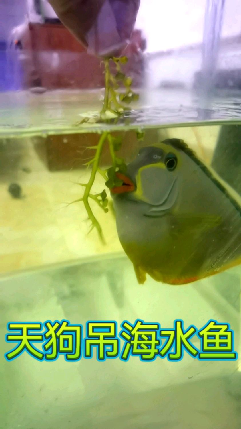 拖尾天狗吊海水鱼喜欢吃藻类好饲养,价格便宜适合新手