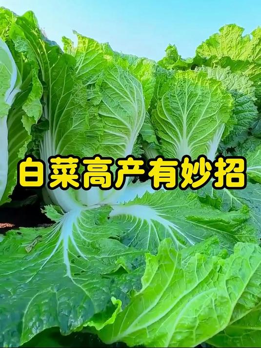 种植白菜有妙招