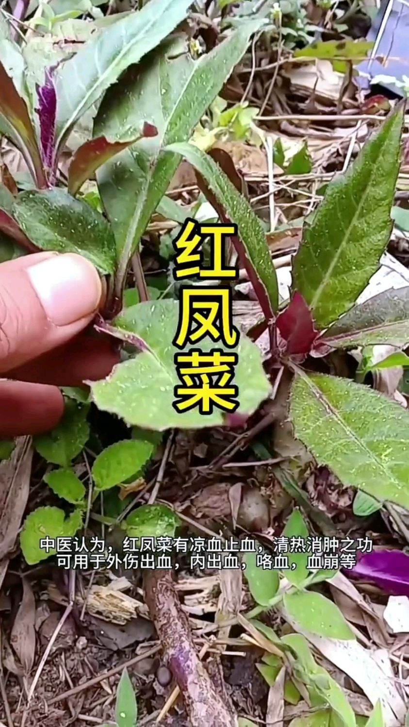 红凤菜好吃但不能多吃